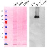 AP2A1 Antibody in Western Blot (WB)