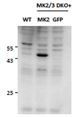 MAPKAPK2 Antibody in Western Blot (WB)