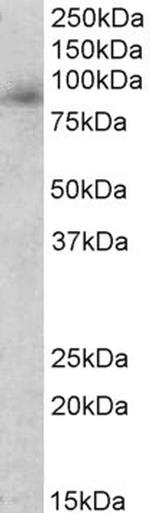 Myeloperoxidase Antibody in Western Blot (WB)