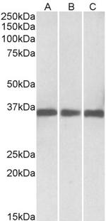 MDH1 Antibody in Western Blot (WB)