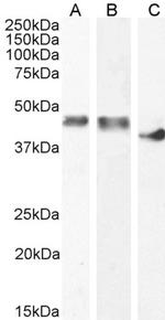 Creatine Kinase MM Antibody in Western Blot (WB)