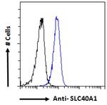 Ferroportin Antibody in Flow Cytometry (Flow)