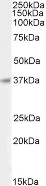 BHLHB5 Antibody in Western Blot (WB)