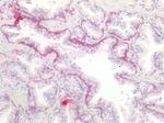 c-Kit Antibody in Immunohistochemistry (Paraffin) (IHC (P))