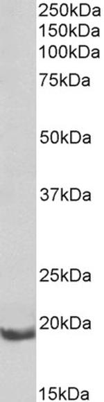 BCL2A1 Antibody in Western Blot (WB)