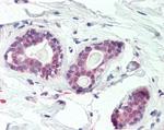 HOXC10 Antibody in Immunohistochemistry (Paraffin) (IHC (P))