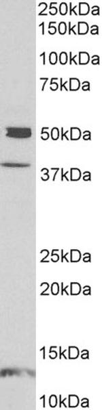 NPTX1 Antibody in Western Blot (WB)