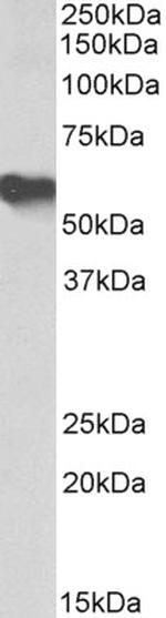 Fetuin A Antibody in Western Blot (WB)