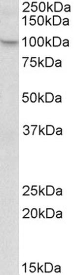 NALP12 Antibody in Western Blot (WB)