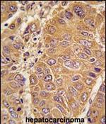 ApoA1 Antibody in Immunohistochemistry (Paraffin) (IHC (P))