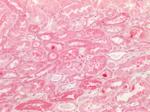 Kininogen 1 Antibody in Immunohistochemistry (Paraffin) (IHC (P))