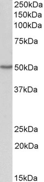 OAS1 Antibody in Western Blot (WB)