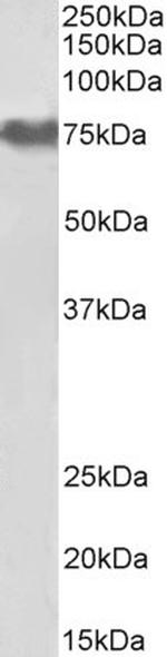 Fibrinogen alpha chain Antibody in Western Blot (WB)