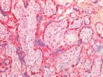 LDHB Antibody in Immunohistochemistry (Paraffin) (IHC (P))