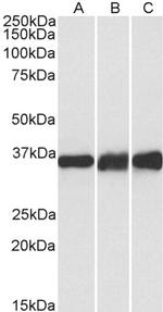 LDHB Antibody in Western Blot (WB)