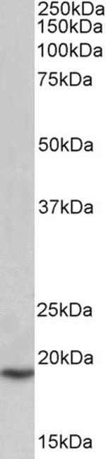 PLA2G2A Antibody in Western Blot (WB)