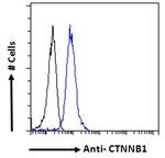 beta Catenin Antibody in Flow Cytometry (Flow)