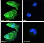 beta Catenin Antibody in Immunocytochemistry (ICC/IF)