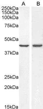 BMP4 Antibody in Western Blot (WB)