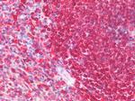 CD74 Antibody in Immunohistochemistry (Paraffin) (IHC (P))