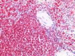 CD74 Antibody in Immunohistochemistry (Paraffin) (IHC (P))