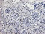 AIF Antibody in Immunohistochemistry (Paraffin) (IHC (P))