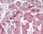 ASIC1 Antibody in Immunohistochemistry (Paraffin) (IHC (P))