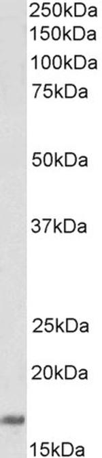 CD83 Antibody in Western Blot (WB)