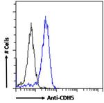 VE-cadherin Antibody in Flow Cytometry (Flow)