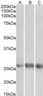 EGFL7 Antibody in Western Blot (WB)