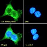 HSP60 Antibody in Immunocytochemistry (ICC/IF)