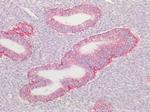 HSP60 Antibody in Immunohistochemistry (Paraffin) (IHC (P))