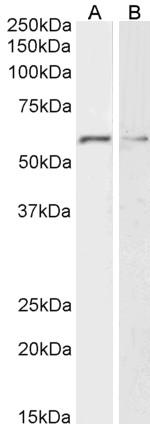 Glypican 1 Antibody in Western Blot (WB)