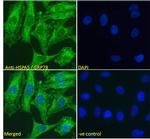 GRP78 Antibody in Immunocytochemistry (ICC/IF)