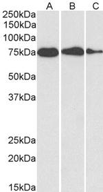 GRP78 Antibody in Western Blot (WB)