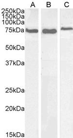 GRP78 Antibody in Western Blot (WB)