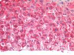 MDH2 Antibody in Immunohistochemistry (Paraffin) (IHC (P))