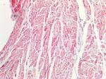 MDH2 Antibody in Immunohistochemistry (Paraffin) (IHC (P))