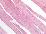 MDH2 Antibody in Immunohistochemistry (Paraffin) (IHC (P))