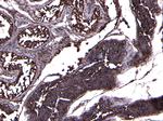 ACE2 Antibody in Immunohistochemistry (Paraffin) (IHC (P))