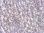 Phospho-IRS1 (Ser307) Antibody in Immunohistochemistry (Paraffin) (IHC (P))