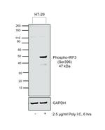 Phospho-IRF3 (Ser396) Antibody in Western Blot (WB)