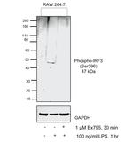 Phospho-IRF3 (Ser396) Antibody in Western Blot (WB)