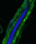 ACTA1b Antibody in Immunohistochemistry (PFA fixed) (IHC (PFA))