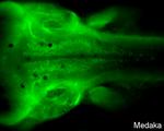 PAX2a Antibody in Immunohistochemistry (PFA fixed) (IHC (PFA))