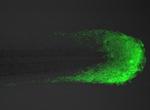 TBX6 Antibody in Immunohistochemistry (PFA fixed) (IHC (PFA))