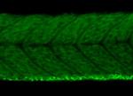 VEGF Antibody in Immunohistochemistry (PFA fixed) (IHC (PFA))