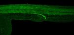 VEGF Antibody in Immunohistochemistry (PFA fixed) (IHC (PFA))