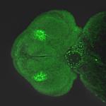 Nkx2.5 Antibody in Immunohistochemistry (PFA fixed) (IHC (PFA))