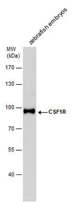 CSF1R Antibody in Western Blot (WB)